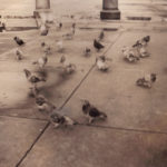 London – Trafalgar Square pigeons