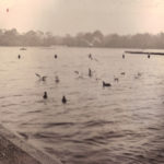 London – ducks on lake