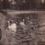 London – swans on lake