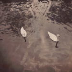 London swans on lake